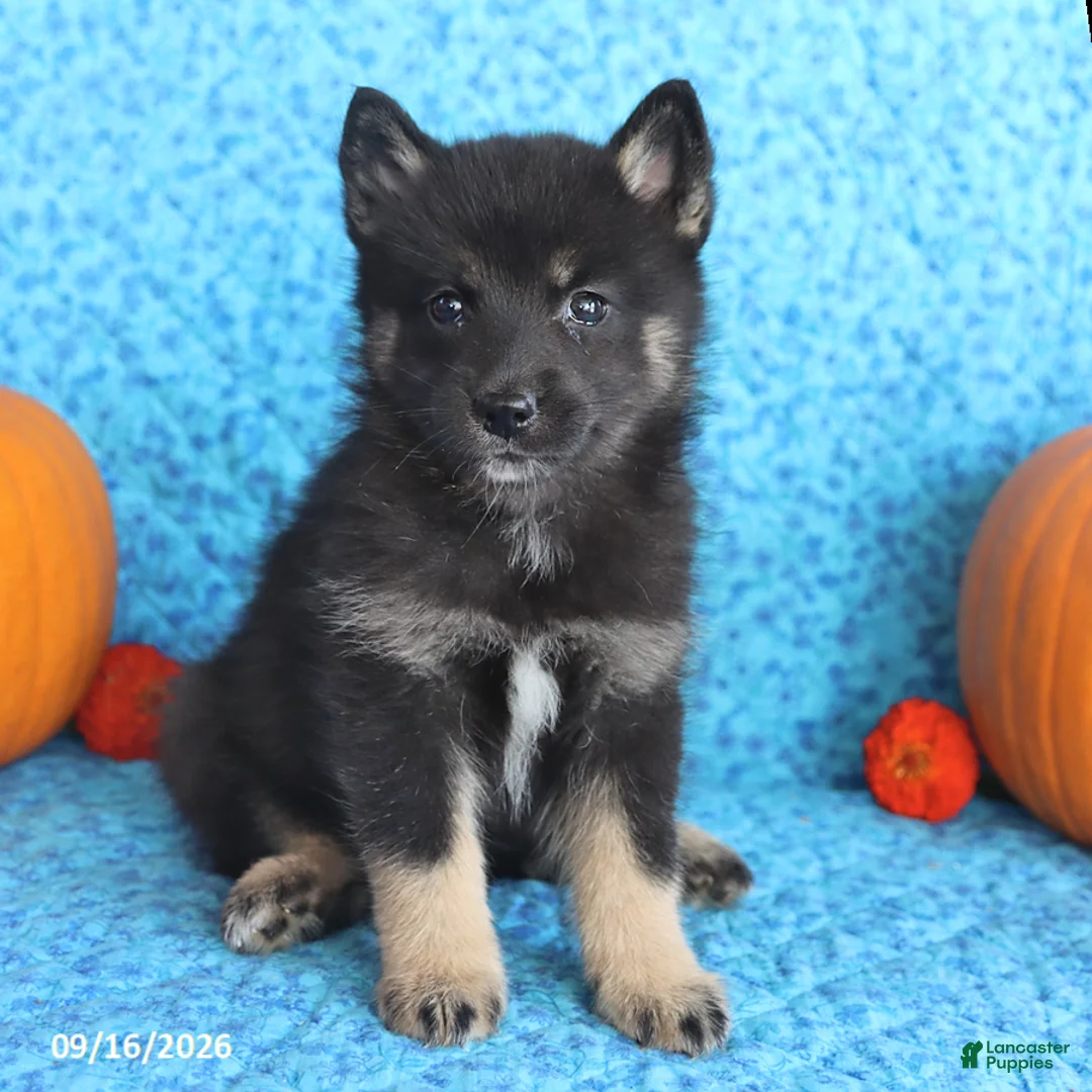 Pomsky dogs for sale: Teddy - Ad 2