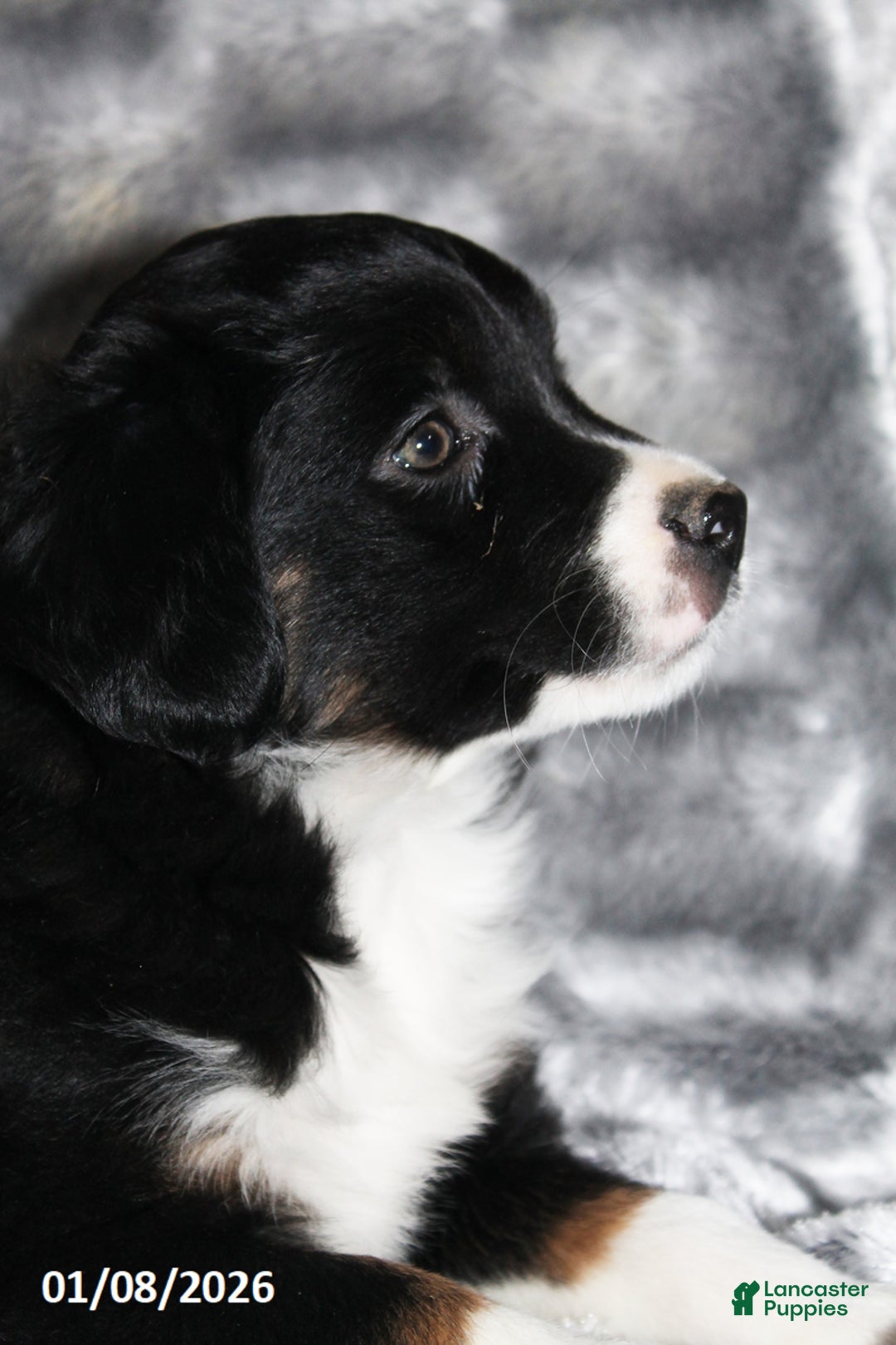 Miniature Australian Shepherd dogs for sale: Buster - Ad 5