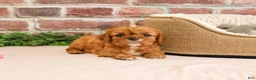 Cavalier King Charles Spaniel dogs for sale: Daphne - Ad 3