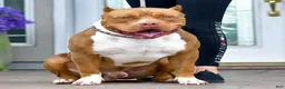 American Bully dogs for sale: American Bully Male - Ad 11