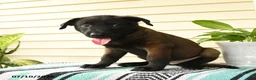 Belgian Malinois dogs for sale: Zuri - Ad 4