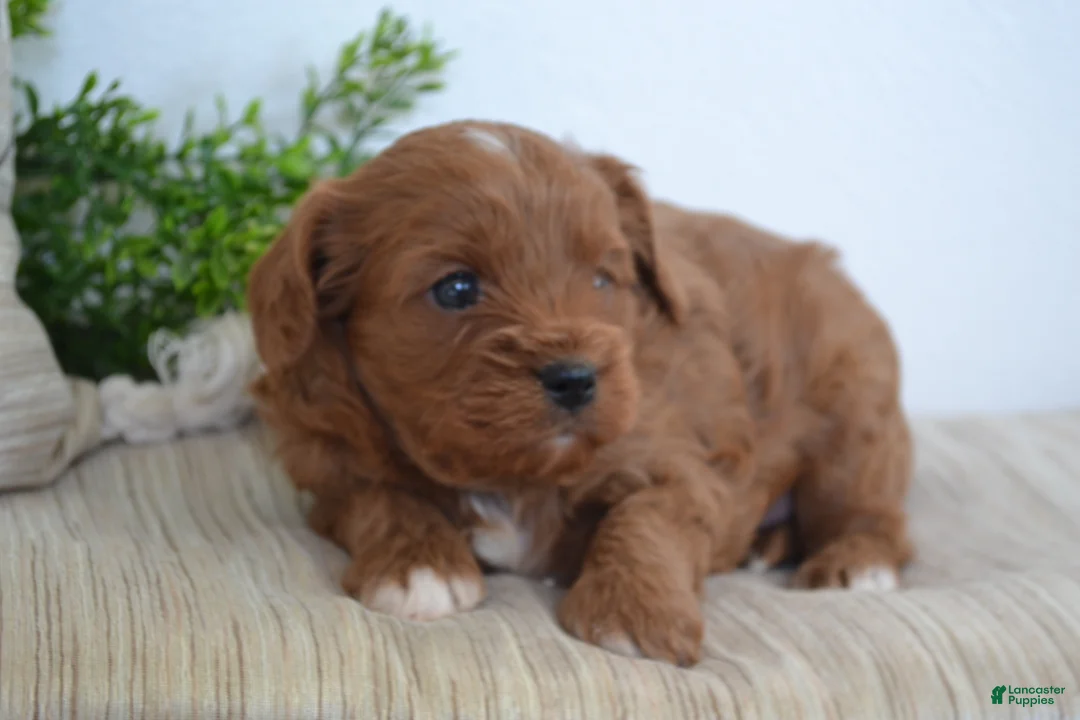 Miniature Poodle dogs for sale: Prince - Ad 2