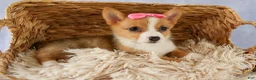 Welsh Corgi Pembroke dogs for sale: Yara ❤️ - Ad 10
