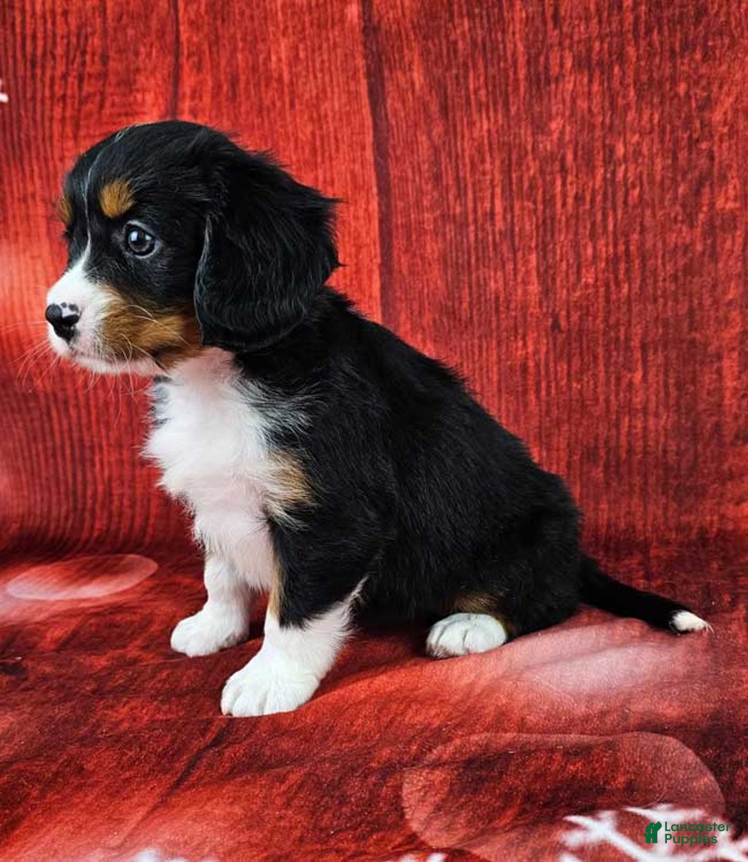 Miniature Bernese Mountain Dog dogs for sale: Midnight - Ad 3