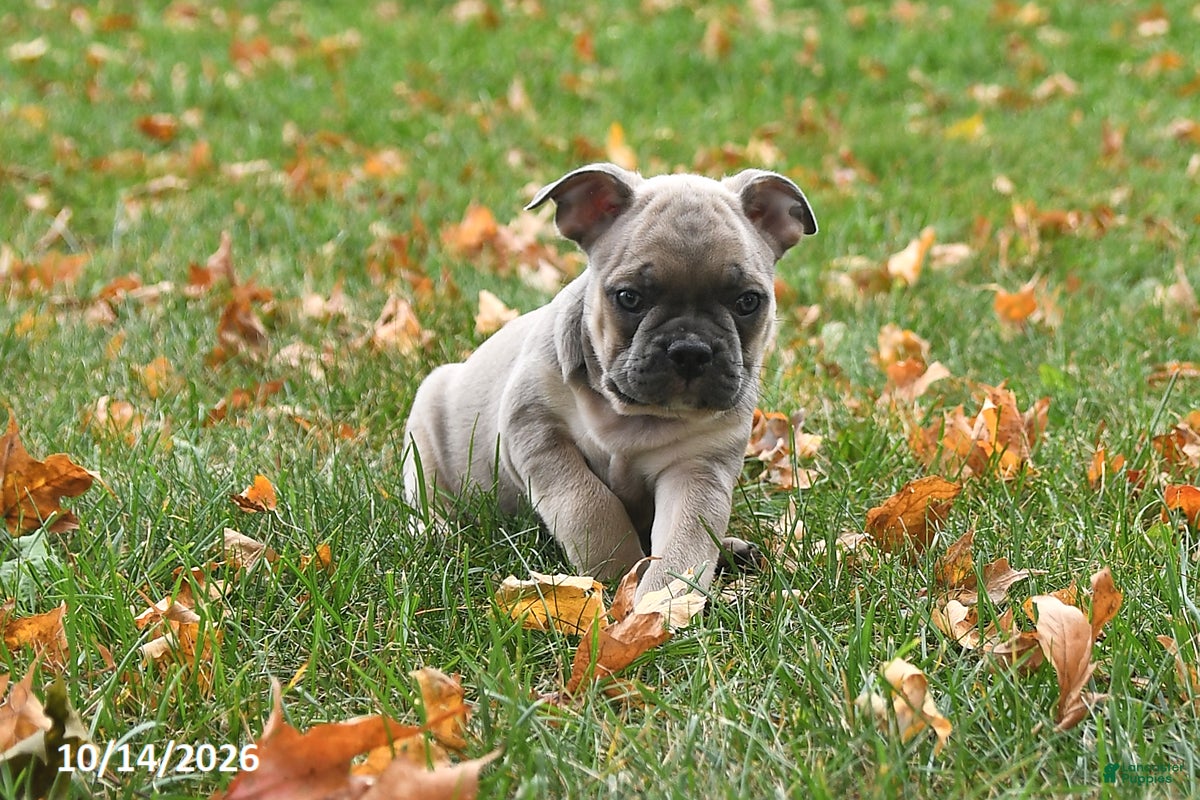 Frenchton dogs Peanut  - Ad 1