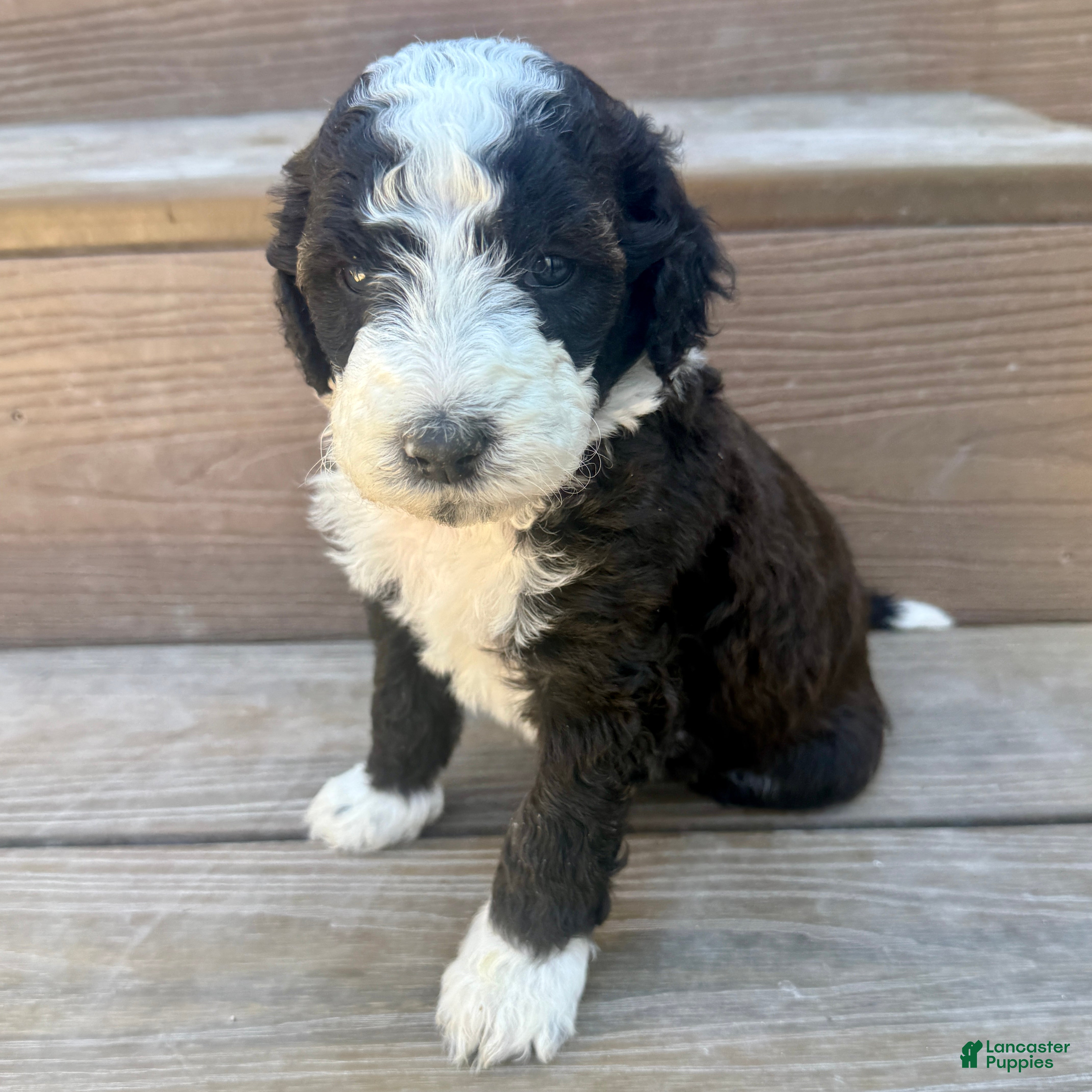Bernedoodle dogs Bones - Ad 1
