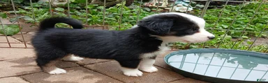Miniature Australian Shepherd Puppy 6