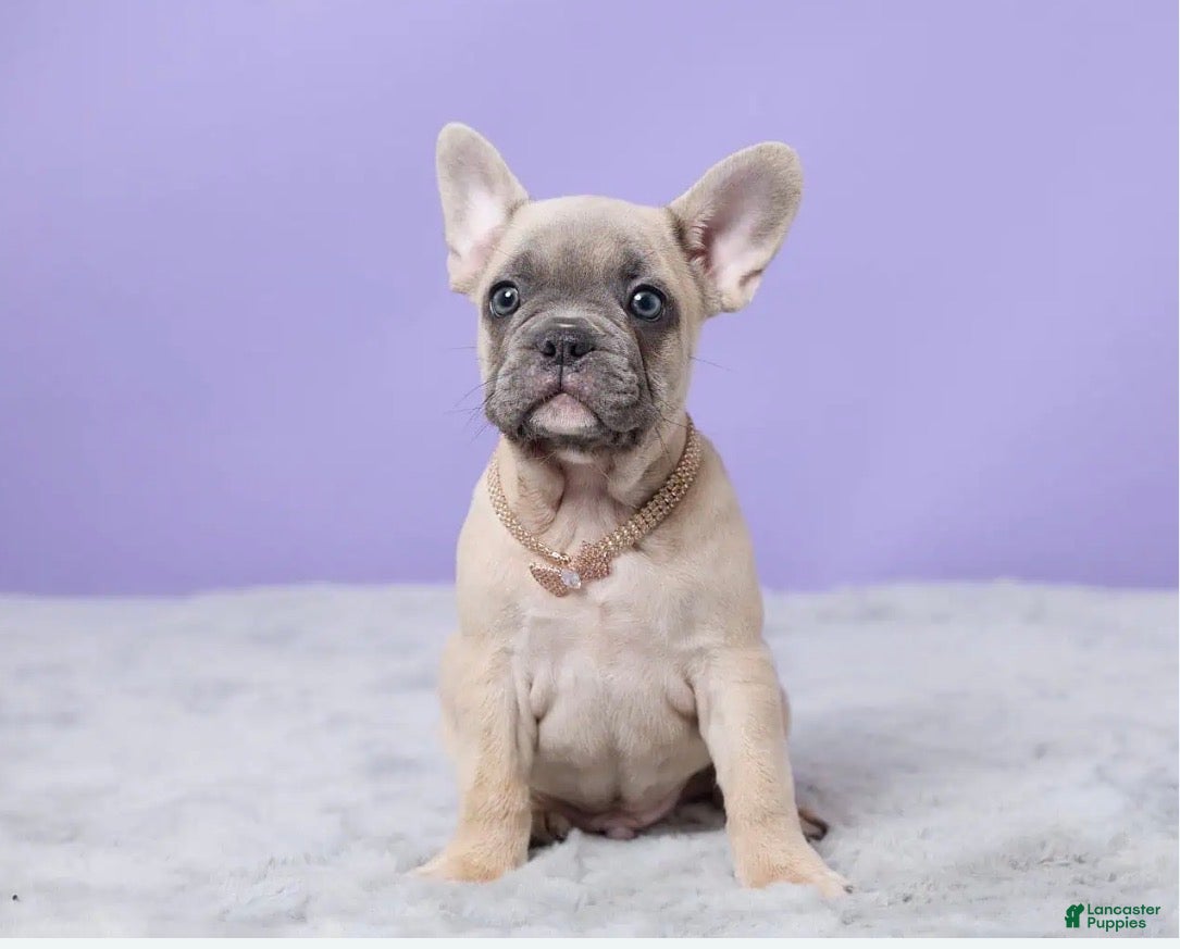 French Bulldog dogs Thomas - Ad 2