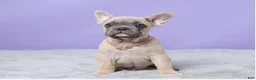 French Bulldog dogs for sale: Thomas - Ad 2
