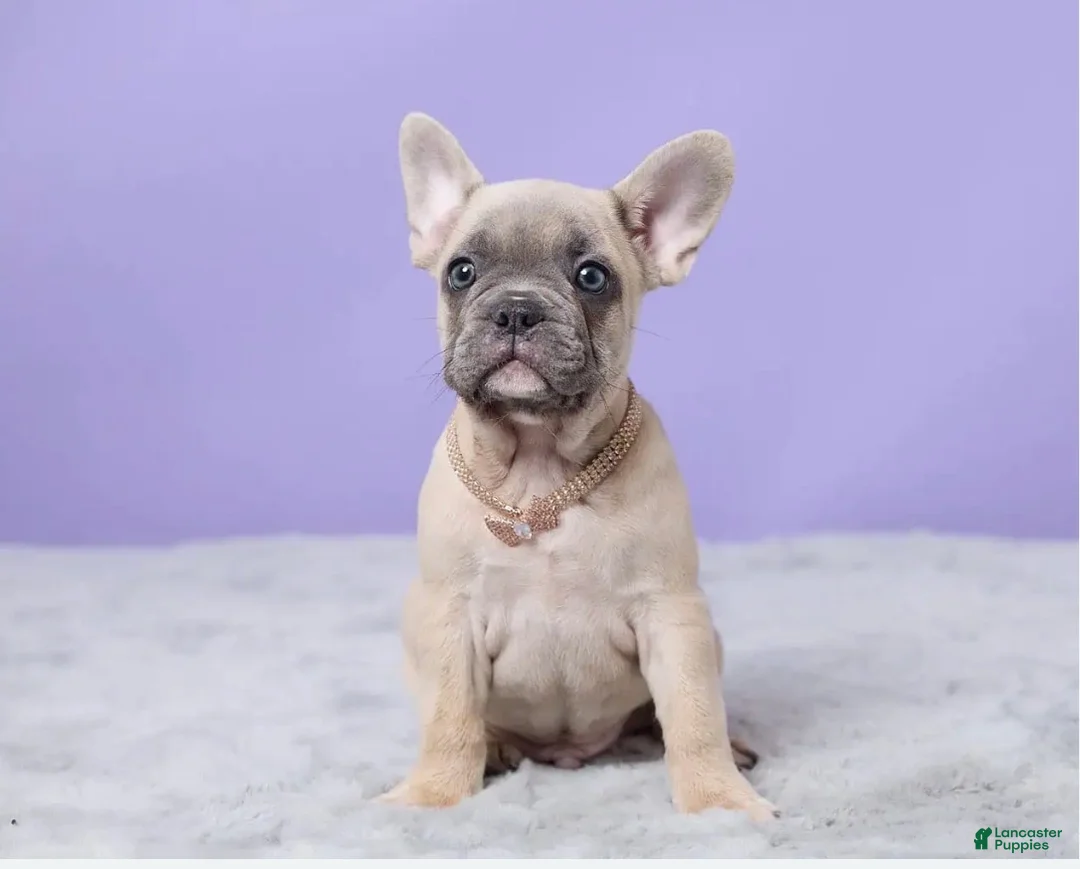 French Bulldog dogs for sale: Thomas - Ad 2