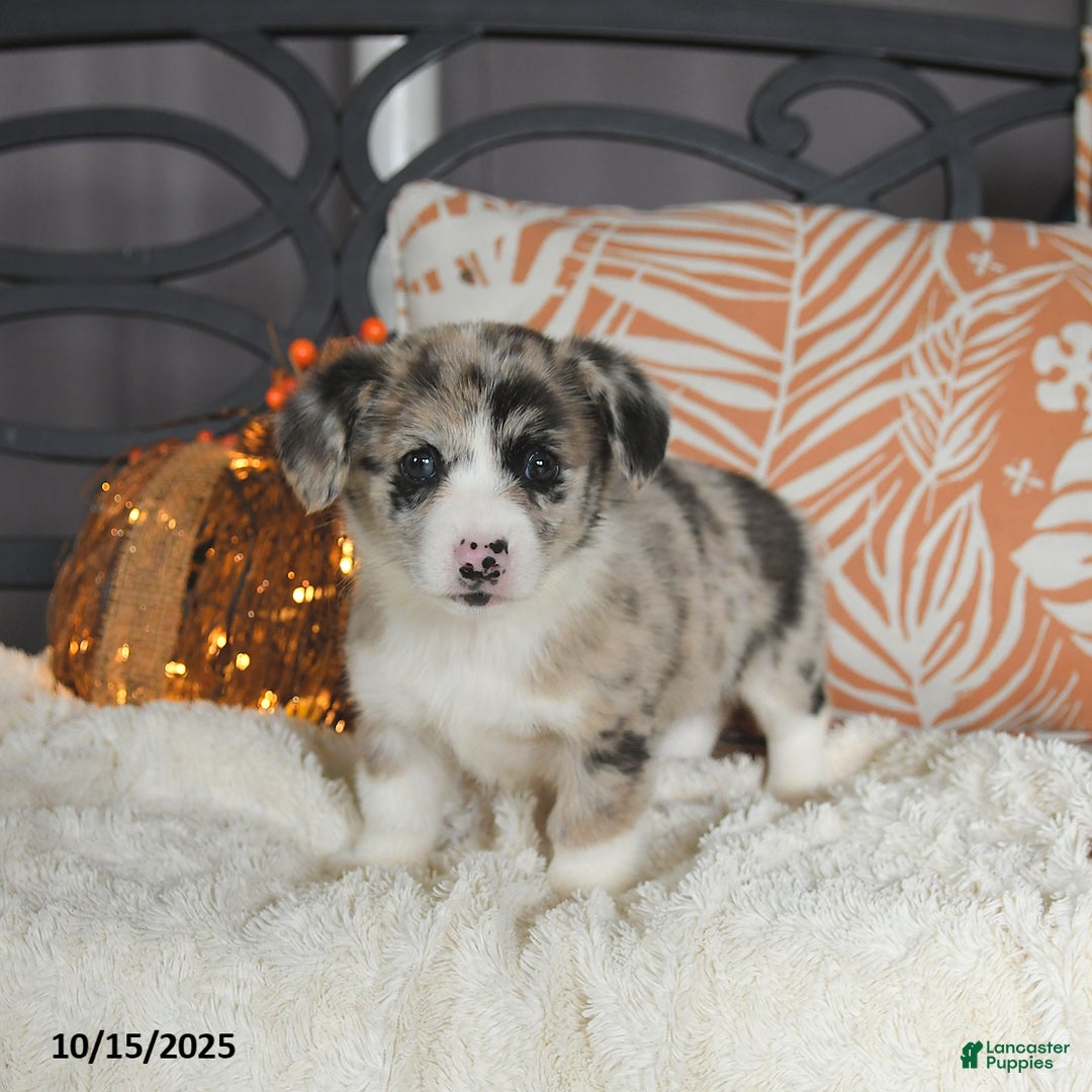 Welsh Corgi Pembroke dogs for sale: Aspen - Ad 3