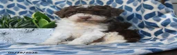 Labradoodle dogs for sale: Jelani - Ad 3