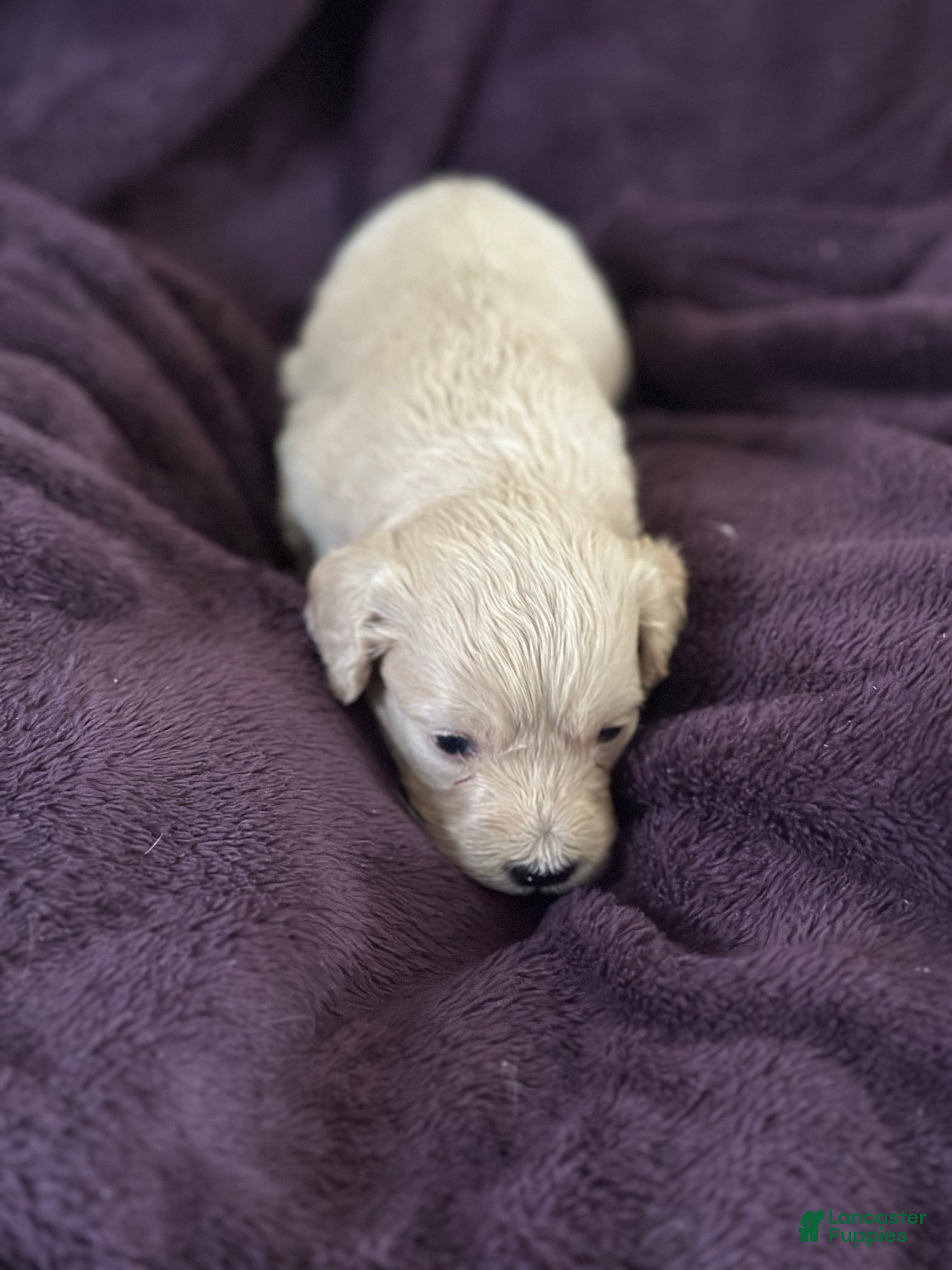 Mini Goldendoodle dogs for sale: Bean - Ad 2