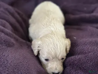 Mini Goldendoodle dogs Bean - Ad 20