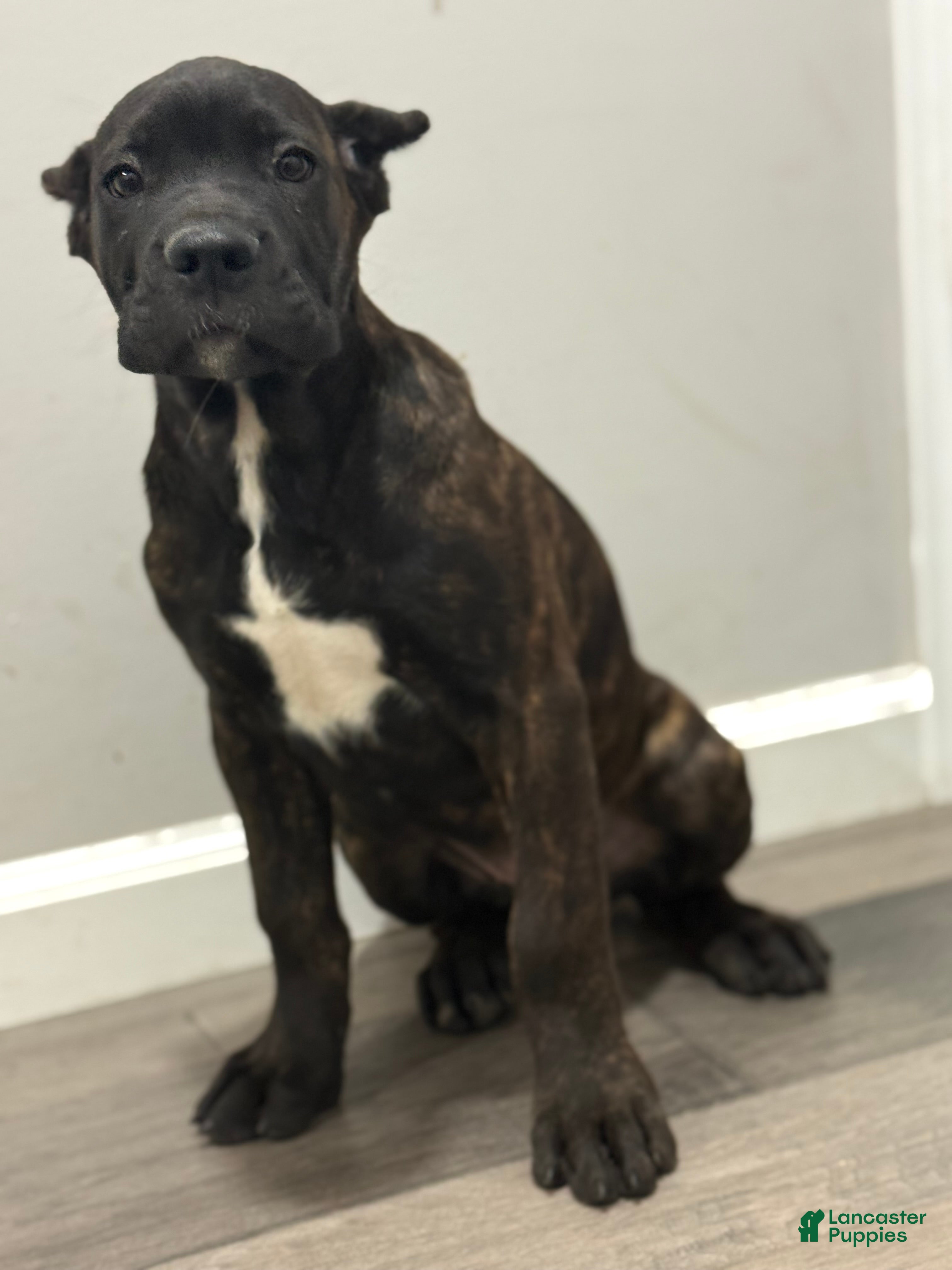 Cane Corso dogs Cavatelli - Ad 17