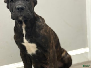 Cane Corso dogs Cavatelli - Ad 17