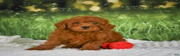 Mini Goldendoodle dogs for sale: Riley - Ad 1