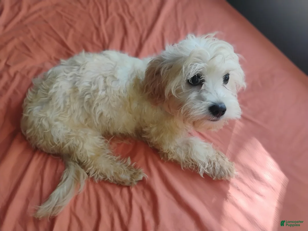Mixed Breed dogs for sale: Mixed Breed 3 - Ad 1