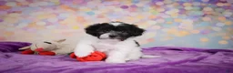 Maltipoo dogs for sale: Voilet - Ad 4