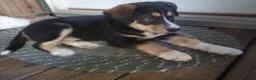 Mixed Breed dogs for sale: Cindy Father's day special. - Ad 2