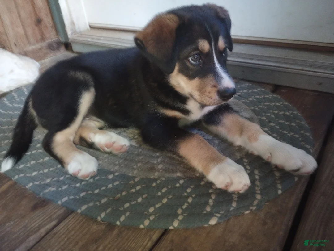 Mixed Breed dogs for sale: Cindy Father's day special. - Ad 2