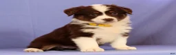 Miniature Australian Shepherd dogs for sale: Marie - Ad 3