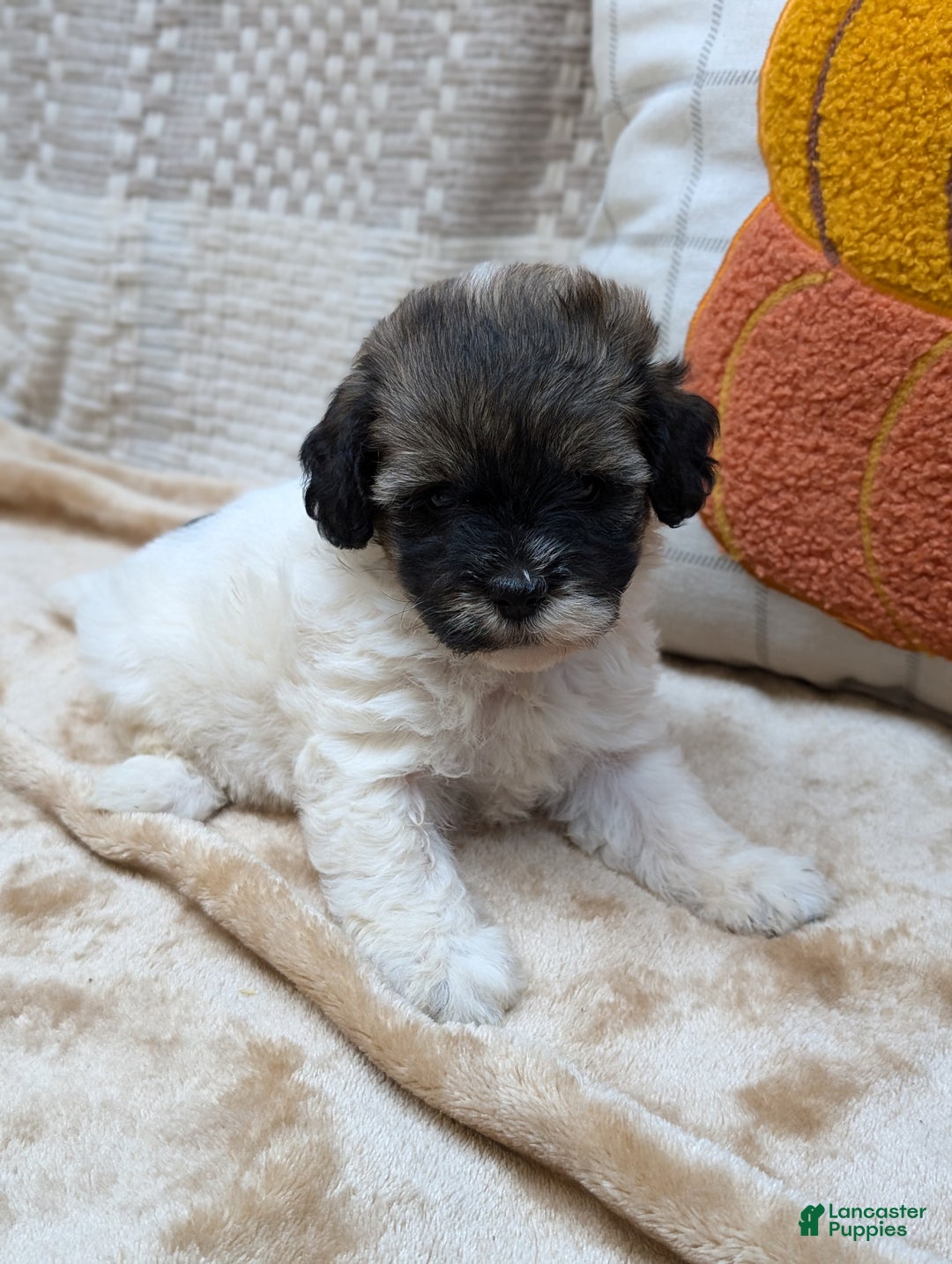 Havapoo dogs for sale: Sassy - Ad 7