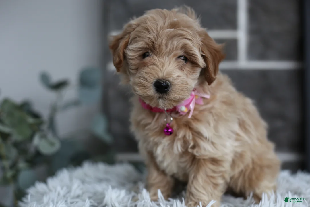 Maltipoo dogs for sale: Raya - Ad 3