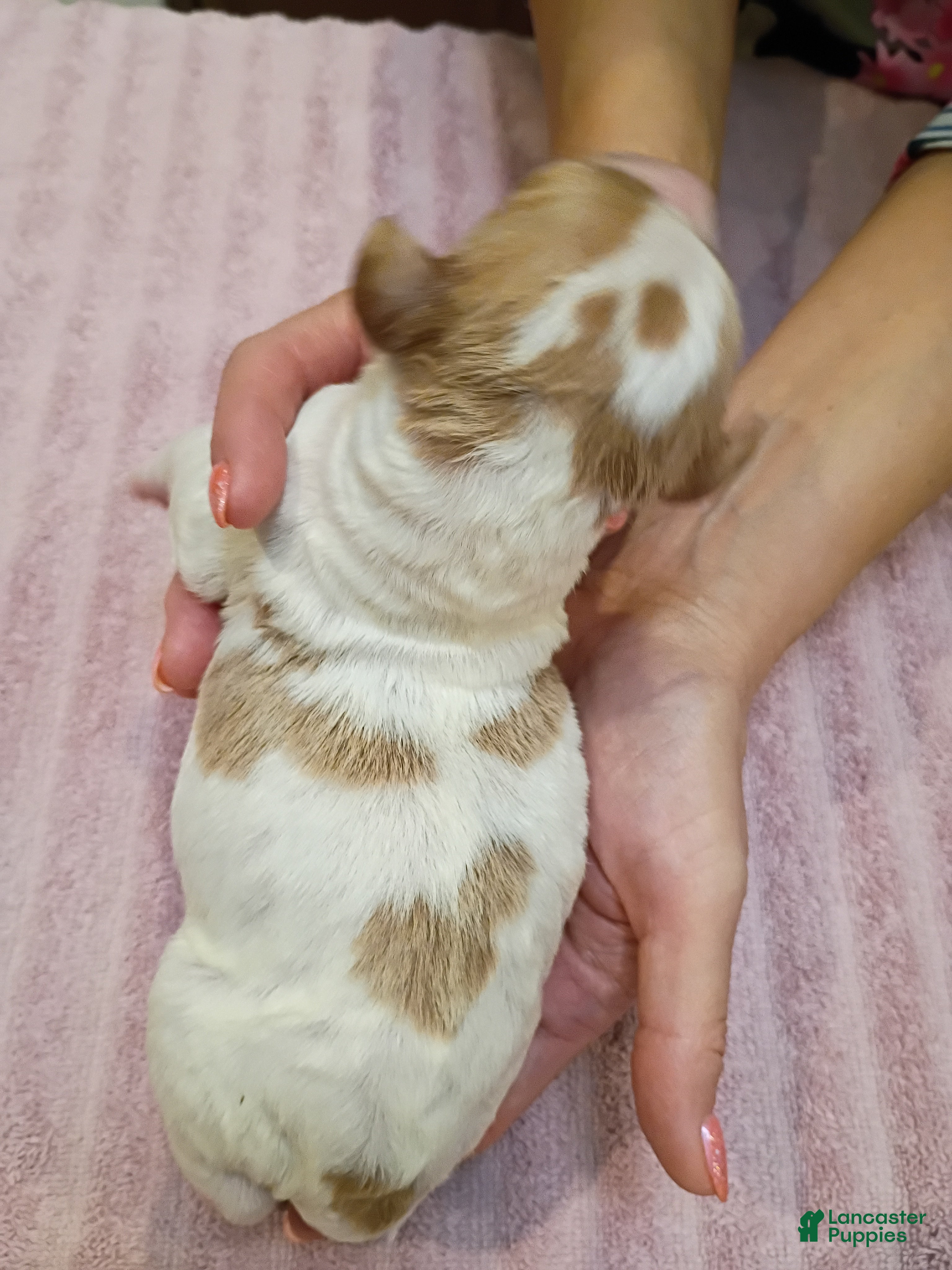 Brittany Spaniel dogs Brittany Spaniel 2 - Ad 1