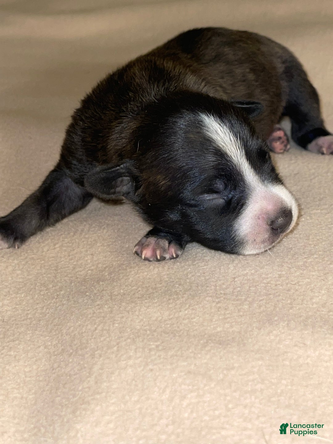 American Pit Bull Terrier dogs for sale: American Pit Bull Terrier Puppy 11 - Ad 3
