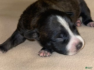 American Pit Bull Terrier dogs - Ad 36