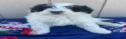 Mini Bernedoodle dogs for sale: Bert - Ad 1