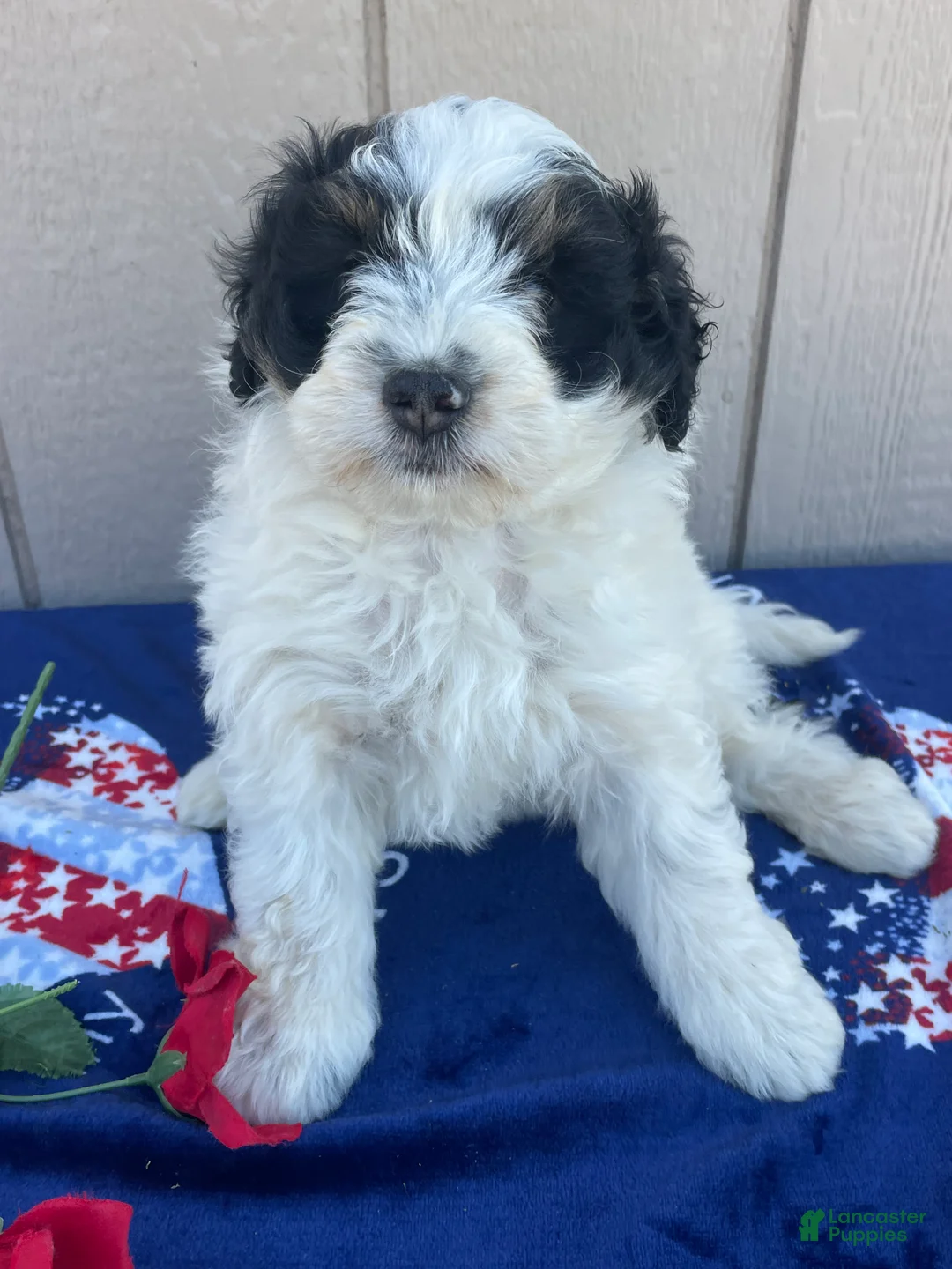 Mini Bernedoodle dogs for sale: Bert - Ad 1
