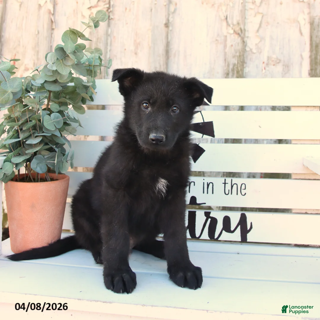 German Shepherd dogs for sale: Captain - Ad 3