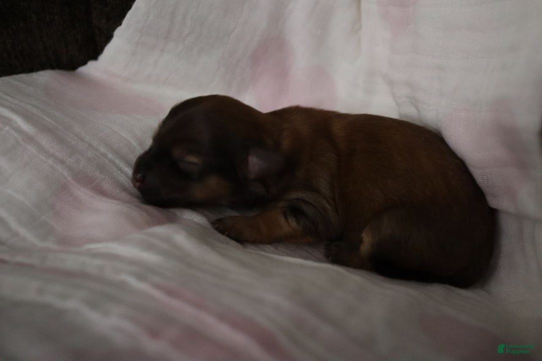 Havanese dogs for sale: Twinkles - Ad 11