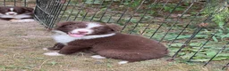Border Collie dogs for sale: Georgia - Ad 11
