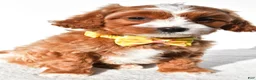 Cavapoo dogs for sale: Samson - Ad 7