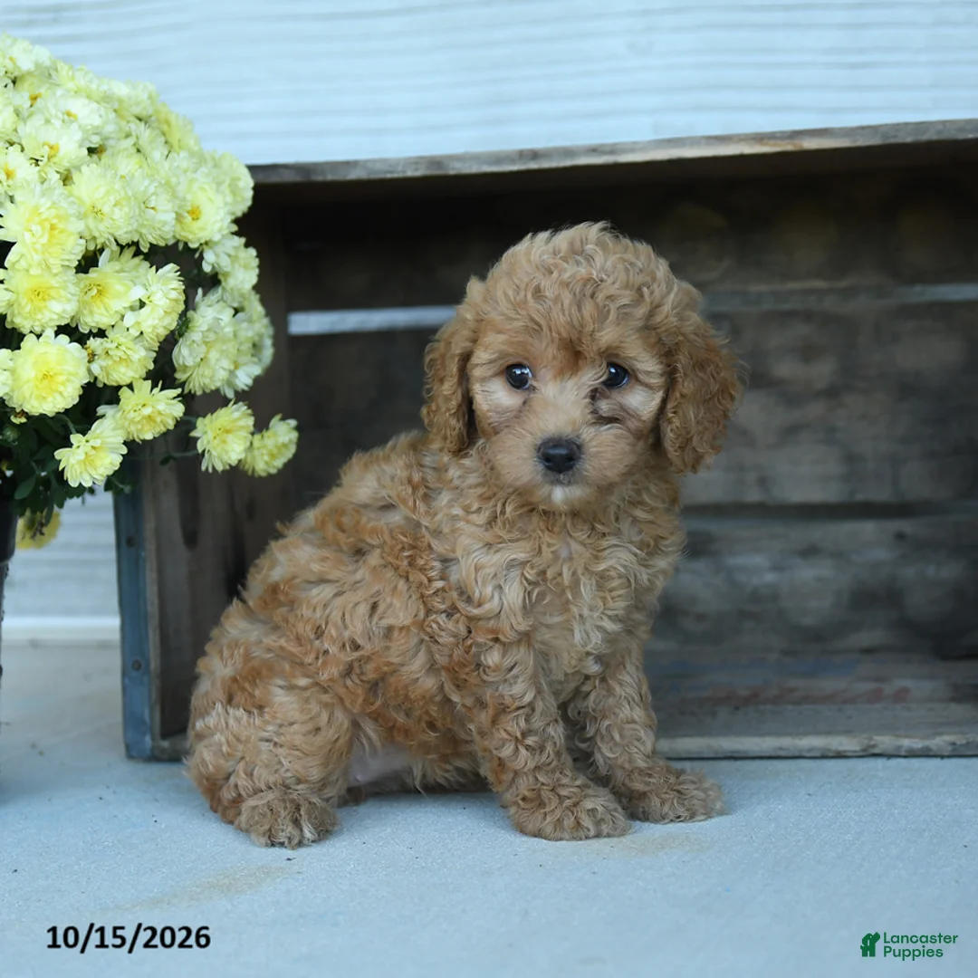 Shihpoo dogs for sale: Gerttie - Ad 1