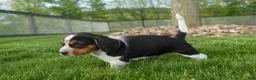 Beagle dogs for sale:  Charlie 🐶✨ - Ad 12