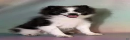 Pomeranian dogs for sale: ACA Sparky - Ad 3