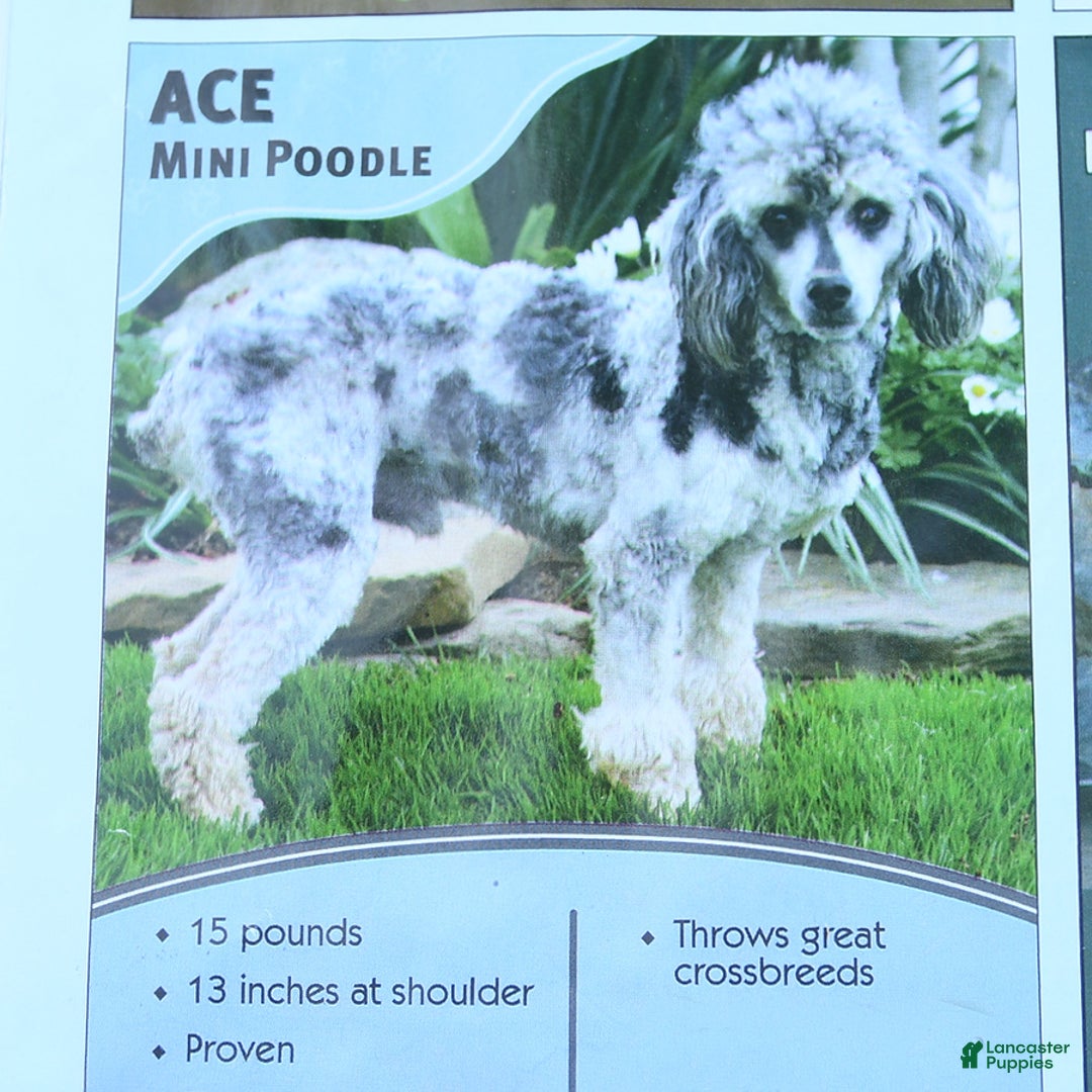 Mini Bernedoodle dogs for sale: Dasher  - Ad 7