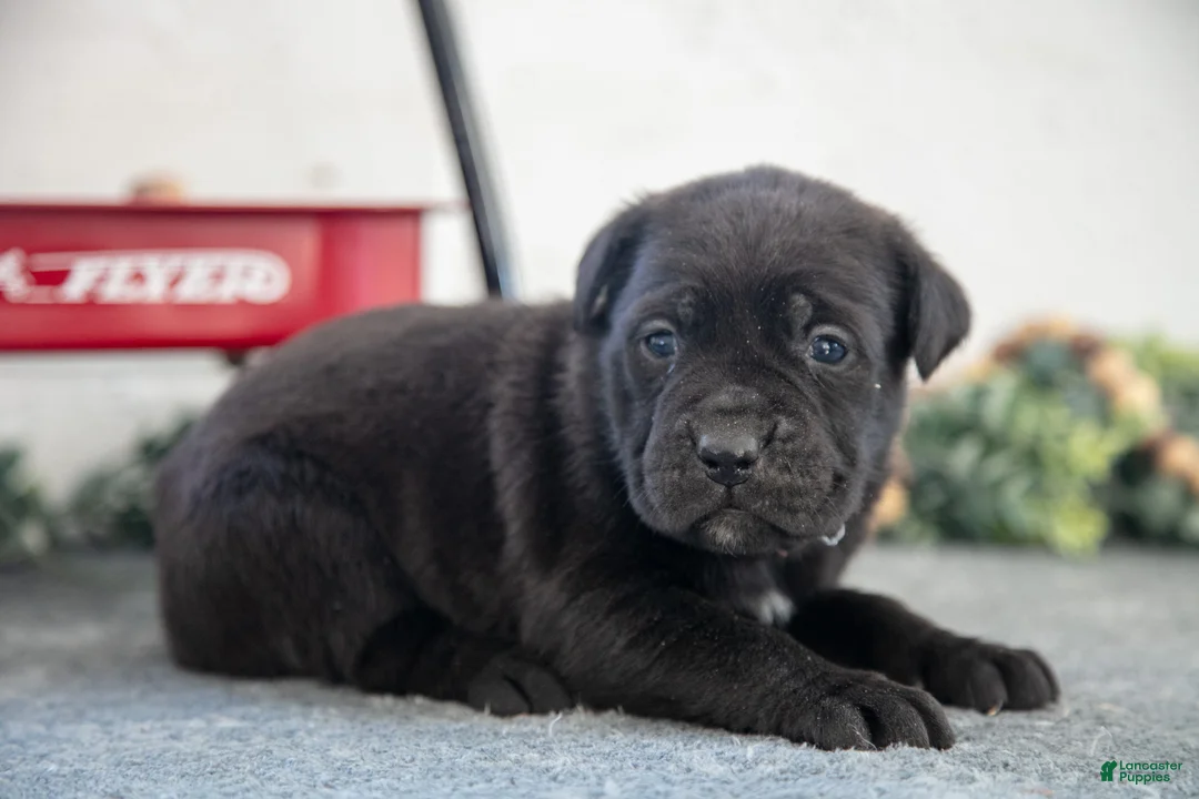 Cane Corso dogs for sale: Sidney - Ad 3
