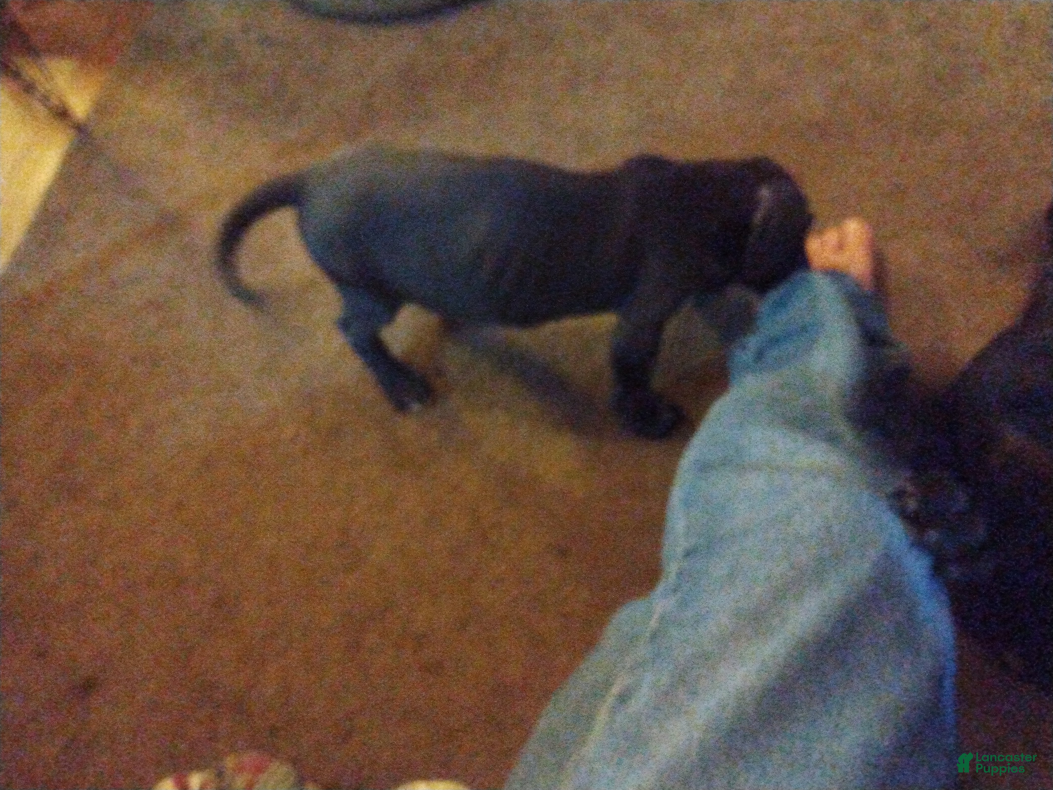 Great Dane dogs Great Dane 7 - Ad 16