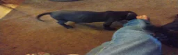 Great Dane dogs for sale: Great Dane 7 - Ad 1