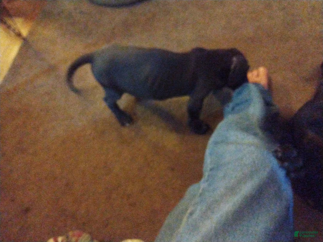 Great Dane dogs for sale: Great Dane 7 - Ad 1
