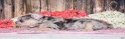 French Bulldog dogs for sale: Tenson - Ad 4