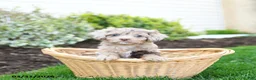 Cavapoo dogs for sale: Bloom - Ad 2