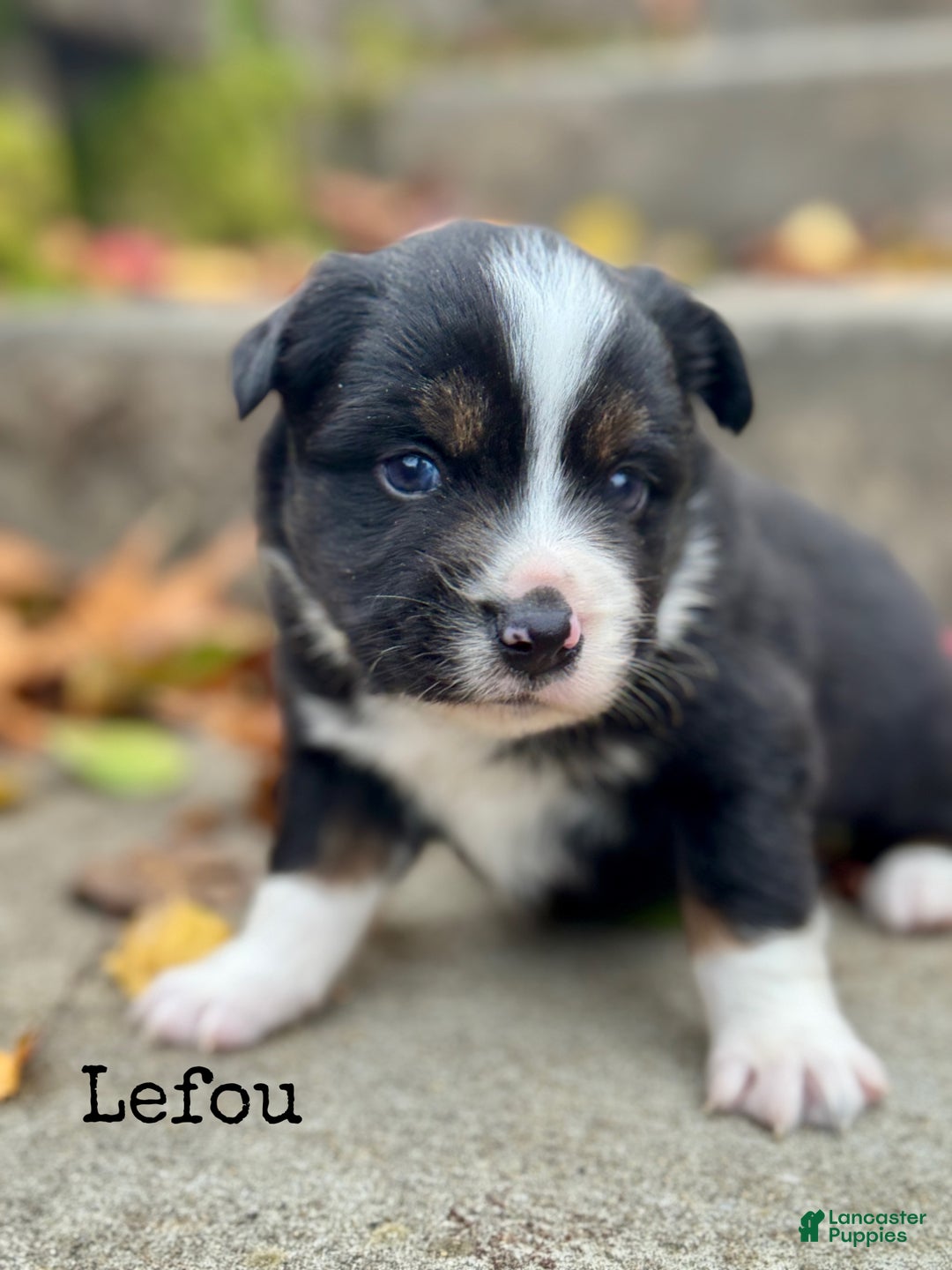 Miniature Australian Shepherd dogs for sale: Lefou - Ad 1