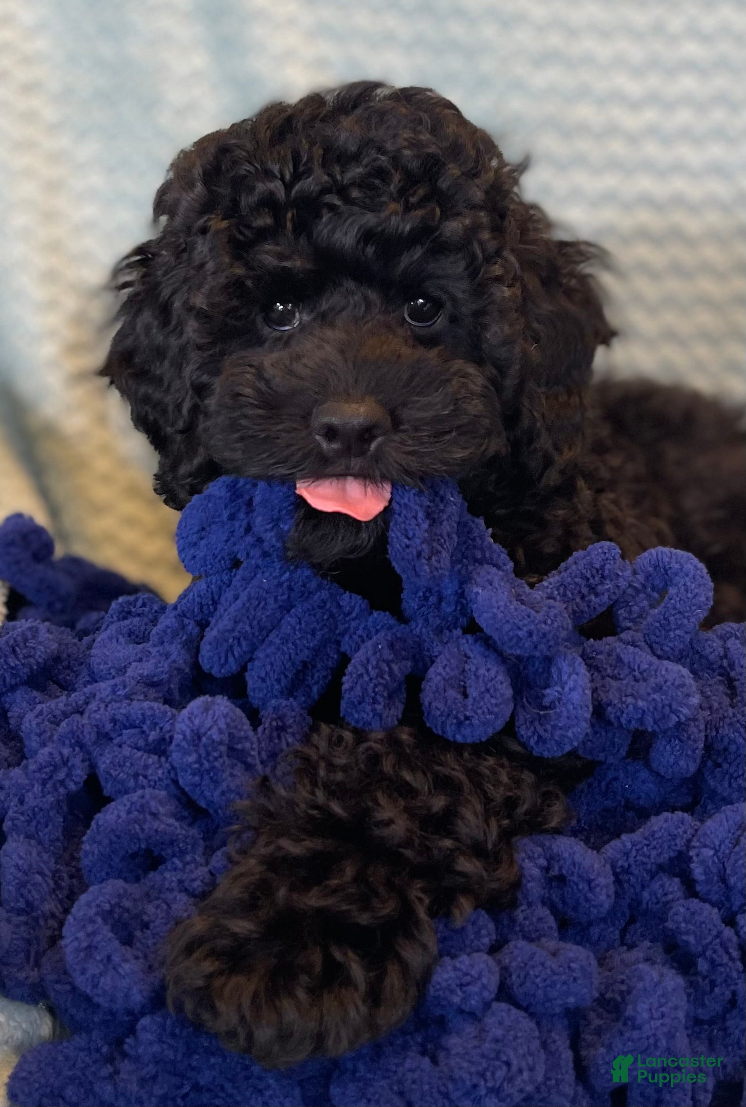 Miniature Poodle dogs for sale: Bjorn - Ad 1