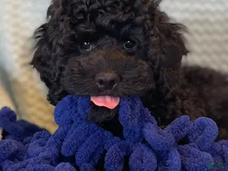 Miniature Poodle dogs for sale: Bjorn - Ad 1